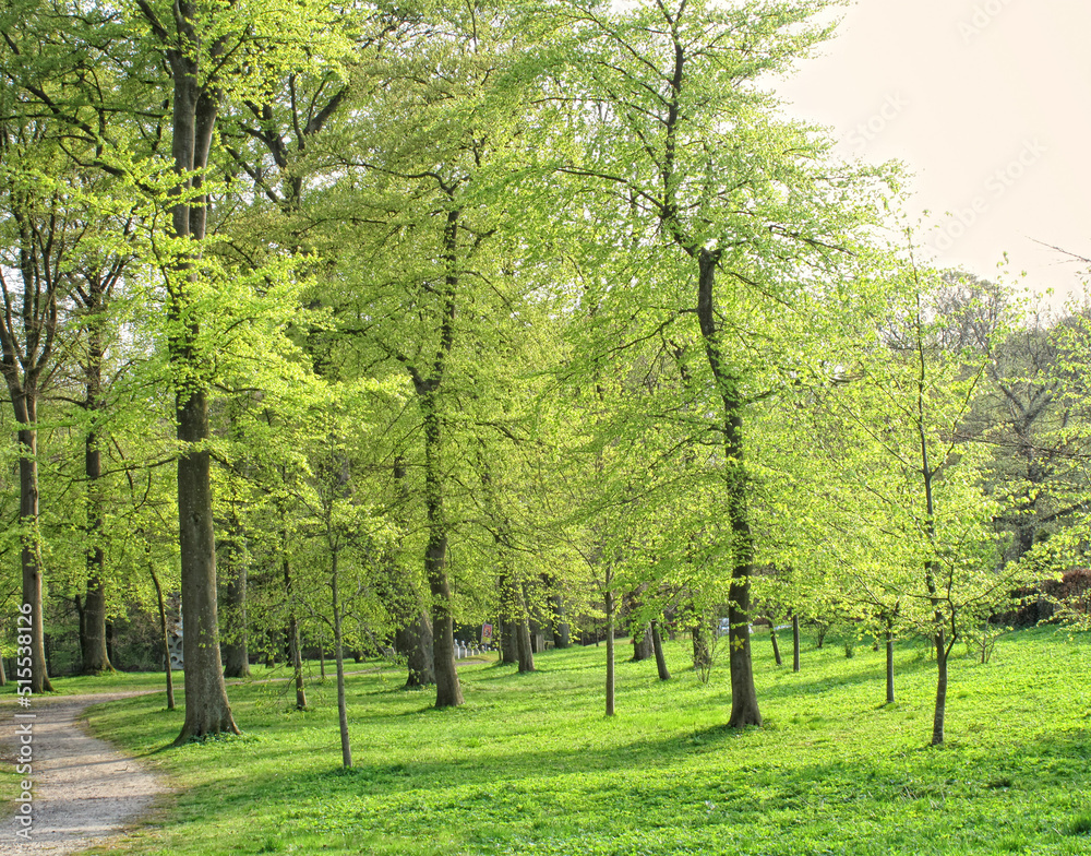 A green forest park during springtime. Tall tree trunks in a garden with pathway for walking. Bright green landscape with fresh meadow grass perfect area for a date, picnic or yoga