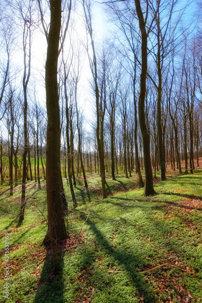 Obraz premium Big slim trees growing wild in jungle with overgrown vines and branches. Natural zen forest of hidden beauty, harmony and peaceful ambience. Soothing patterns and textures in the woods with copyspace