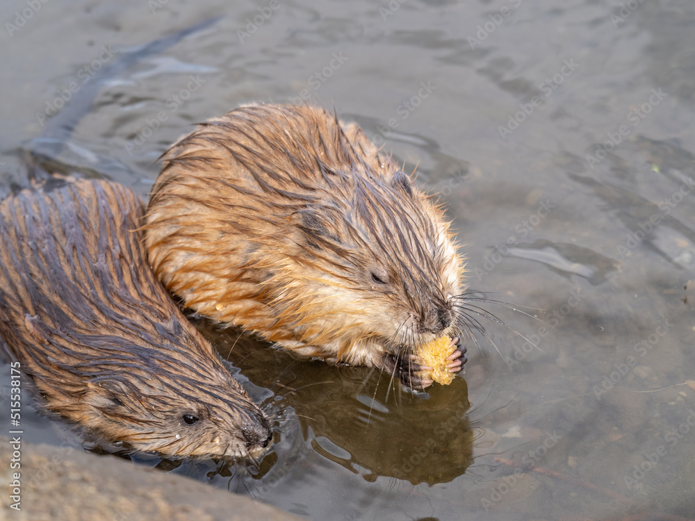 Two Wild animals, Muskrat, Ondatra zibethicuseats, eats on the river bank Two Wild animals, Muskrat, Ondatra zibethicuseats, eats on the river bank