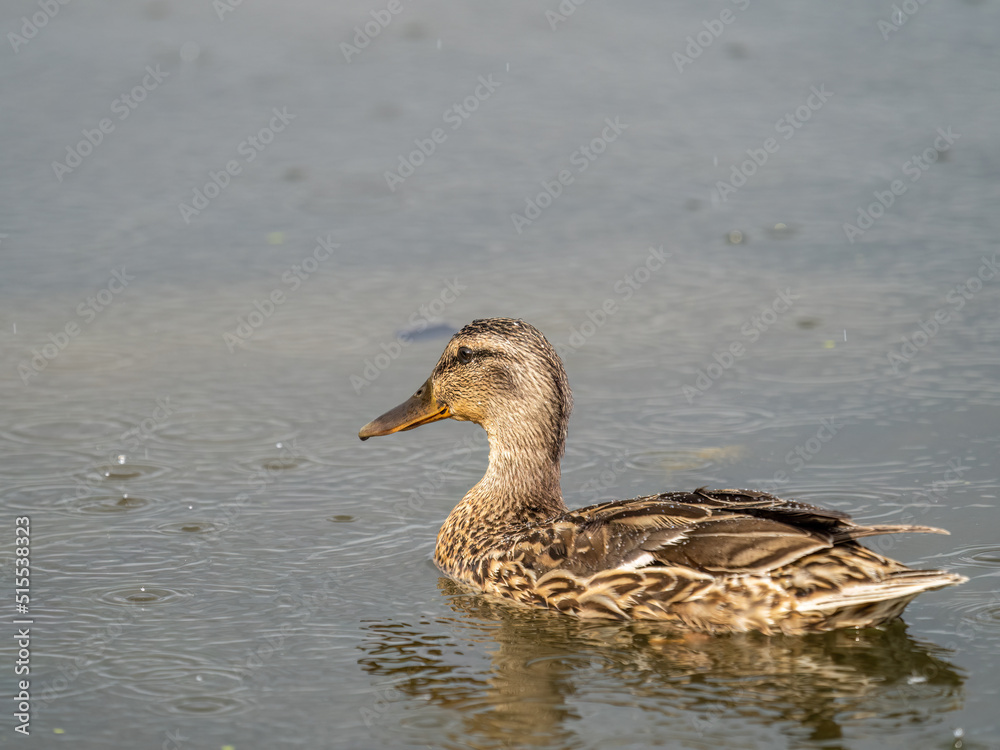Mallard female Duck swims in the pond in the rain.