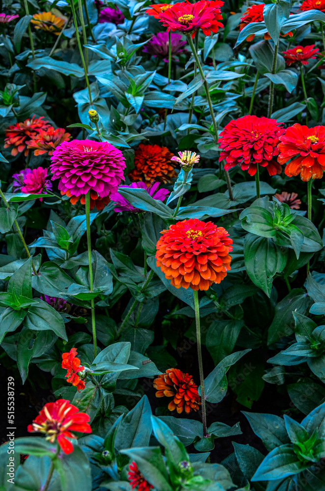 Naklejka premium Flowers zinnia elegans. Color nature background.
