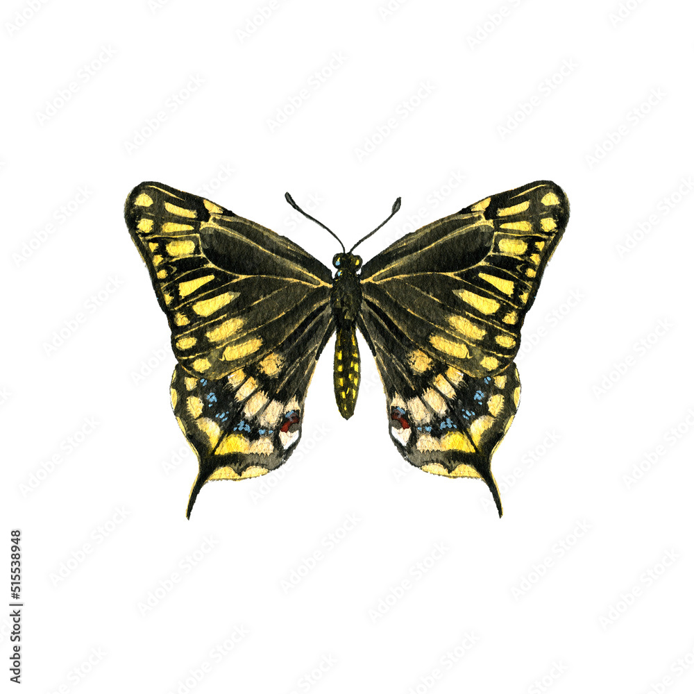 watercolor drawing black swallowtail butterfly, Papilio polyxenes,hand drawn illustration