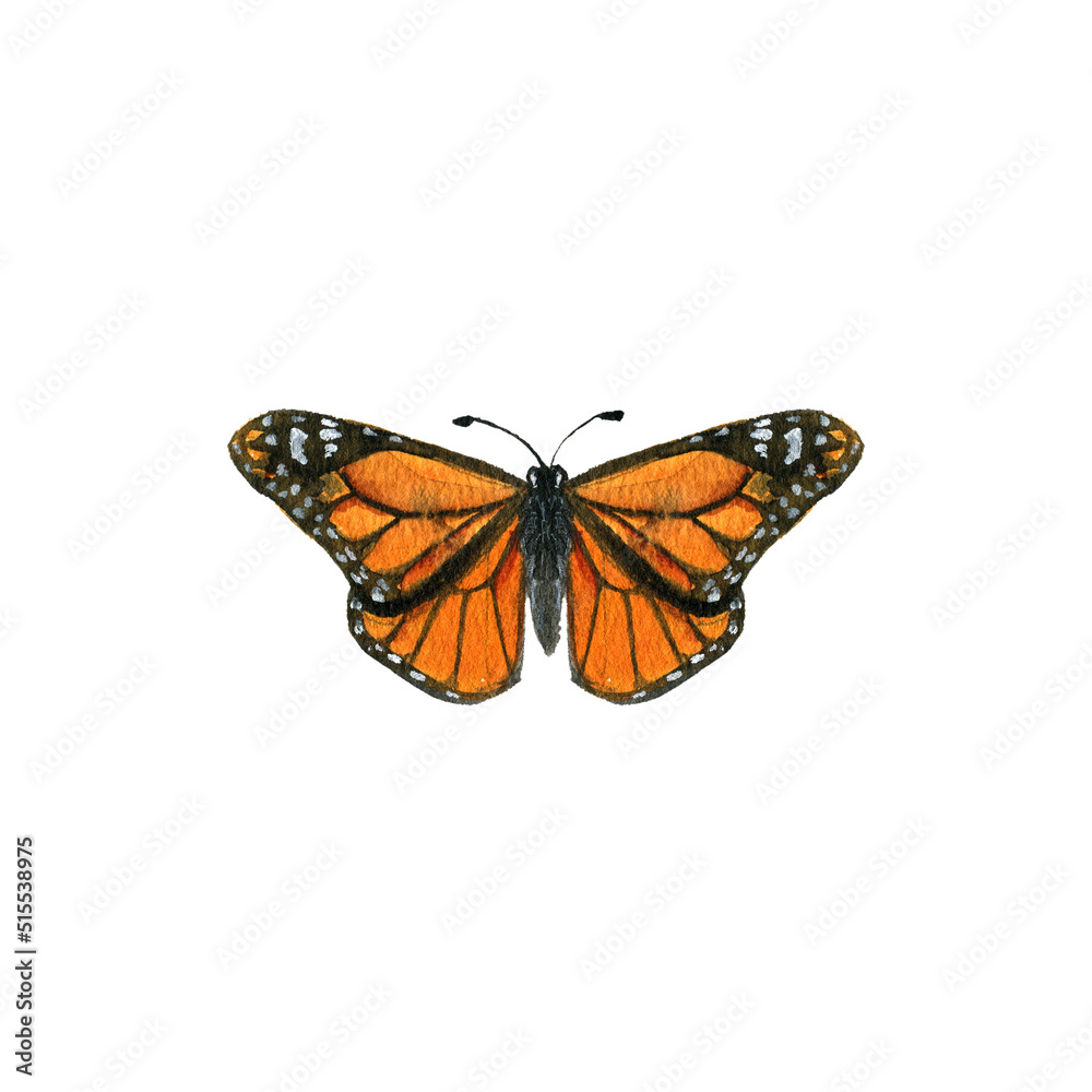 Naklejka premium watercolor drawing monarch butterfly, hand drawn illustration
