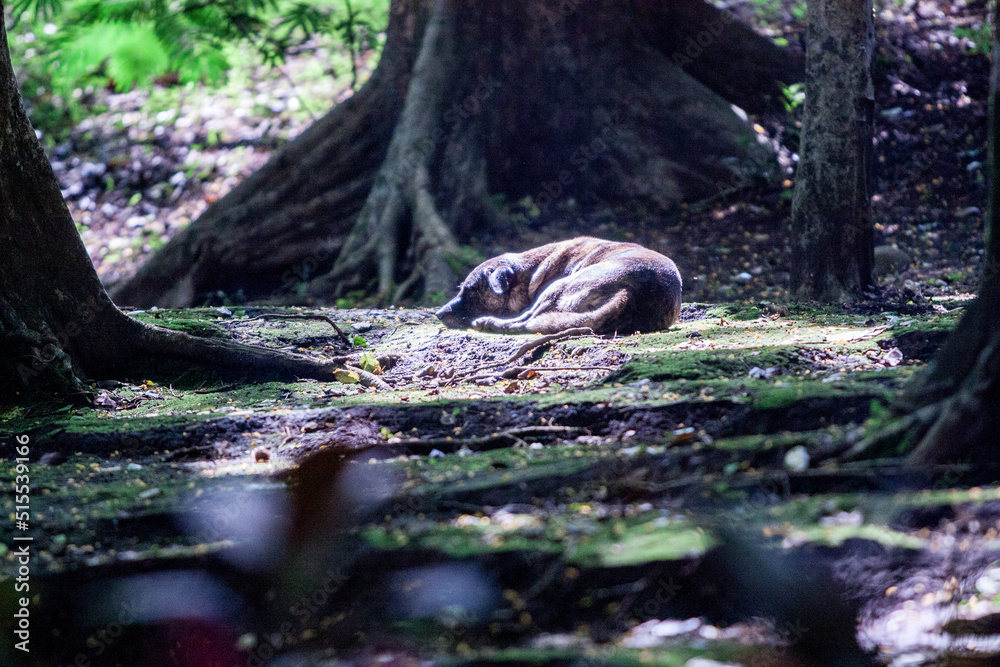Fototapeta premium Dog Sun Bathing