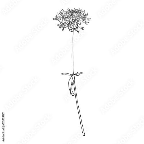 flower of greater knapweed, Centaurea scabiosa, vector drawing wild plant isolated at white background , hand drawn botanical illustration