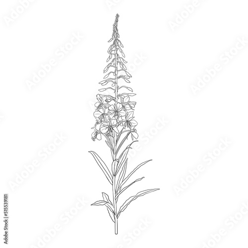 flower of fireweed  rosebay willowherb  Chamaenerion angustifolium  vector drawing wild plant isolated at white background   hand drawn botanical illustration