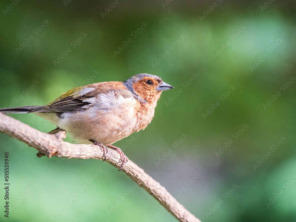 Common chaffinch, Fringilla coelebs, sits on a branch in spring on green background. Common chaffinch in wildlife.