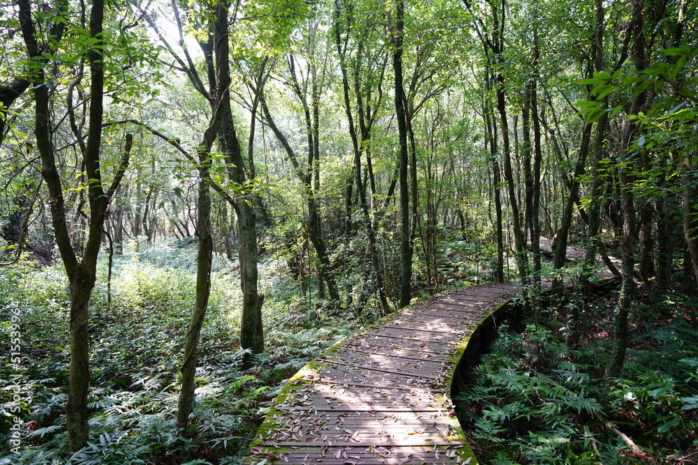 Obraz premium fascinating forest walkway in the refreshing sunlight