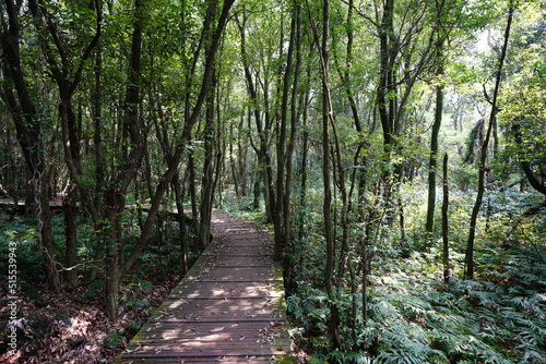 fine boardwalk through dense spring forest