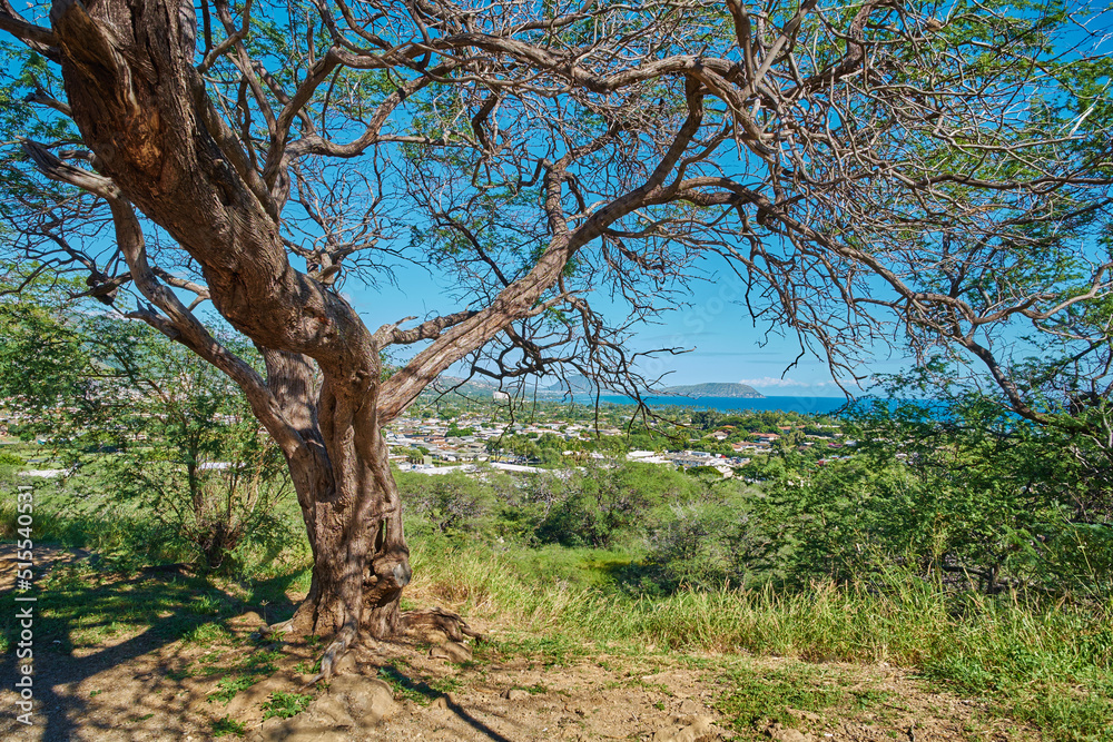 Green tree growing on a lookout point with views of Koko Head, Hawaii on a sunny day. Outdoor nature with breathtaking scenic views overlooking an island, peaceful harmony of a tropical rainforest