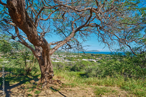 Green tree growing on a lookout point with views of Koko Head, Hawaii on a sunny day. Outdoor nature with breathtaking scenic views overlooking an island, peaceful harmony of a tropical rainforest © SteenoWac/peopleimages.com