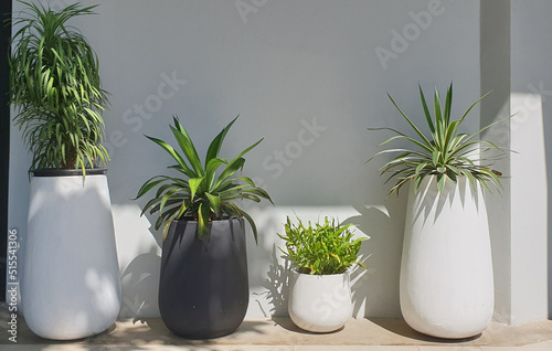 plants in a vases