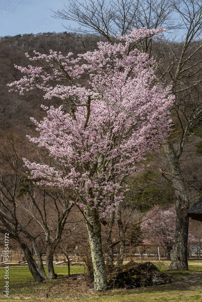 桜の花 Old Japanese houses and cherry blossoms 桜の花 Old Japanese houses and cherry blossoms