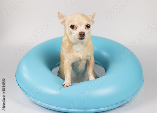 cute brown short hair chihuahua dog  standing in blue swimming ring, isolated on white background.