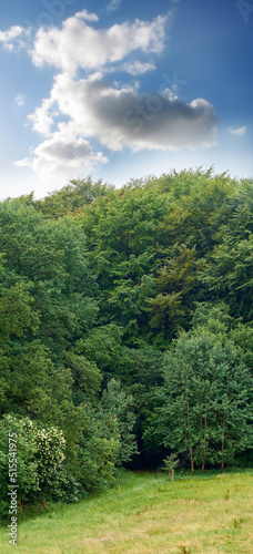 Copspace and scenic landscape of a peaceful green field with cloudy blue sky background. Calm and tranquil scenery of a forest with lush trees and plants in spring. Breathtaking views in nature