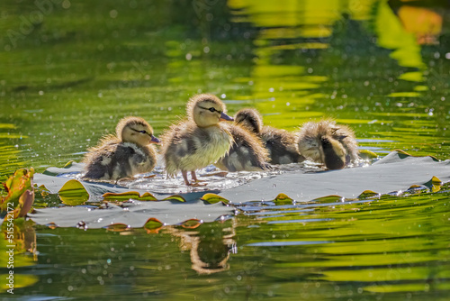 Ducks on Lili pad  in the Pond