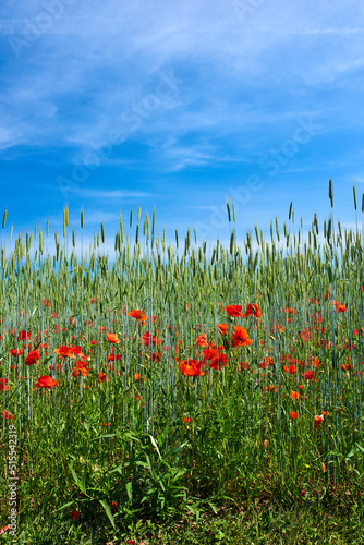 Red poppy flowers bloom in a wild field in nature on a sunny day. Copyspace and scenic landscape of a colorful agricultural land in spring. Group of vibrant plants blooming and flowering in ecology