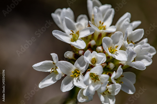 Noccaea montana growing in meadow, close up	