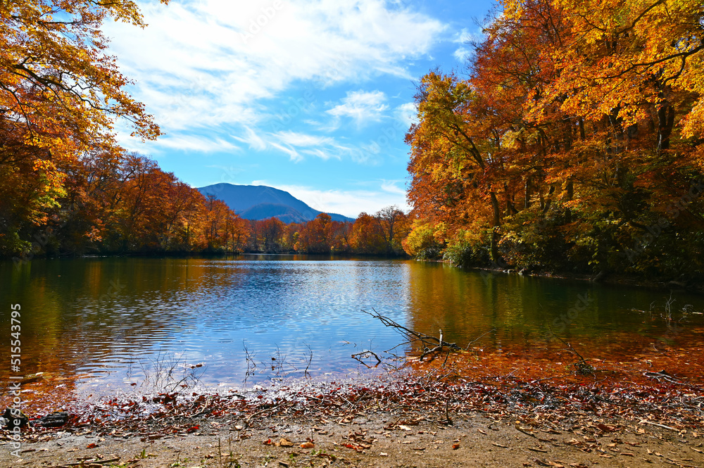 Obraz premium 鎌池 湖畔 紅葉 秋 妙高戸隠連山国立公園 池 森林 雨飾高原 ブナの木 長野県小谷村