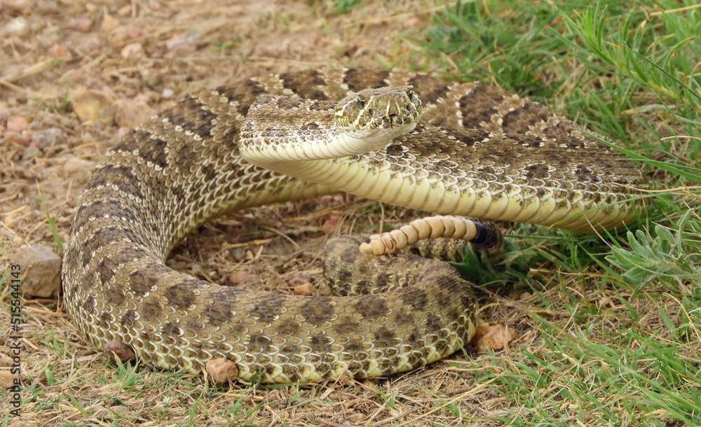 venomous prairie rattlesnake on the trail in summer in pawnee national grassland in northeastern colorado near greeley venomous prairie rattlesnake on the trail in summer in pawnee national grassland in northeastern colorado near greeley