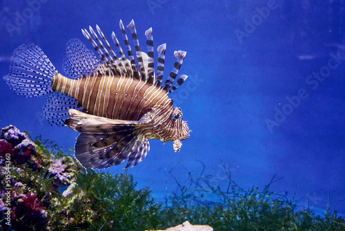 Zebra lionfish or zebra fish or striped lionfish lat. Pterois volitans is a species of ray-finned fish of the scorpion family in an aquarium on a blue background photo