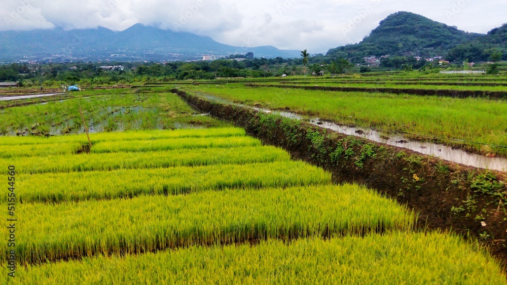 Land of Green Rice Fields, agriculture village with mountain panorama