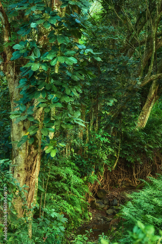 Obraz premium Trees of the rainforest in Hawaii with beautiful green color. Landscape nature of a tropical travel location. Scenery of wild outdoors with bushes, forest, trees, and plants with tropical moist.