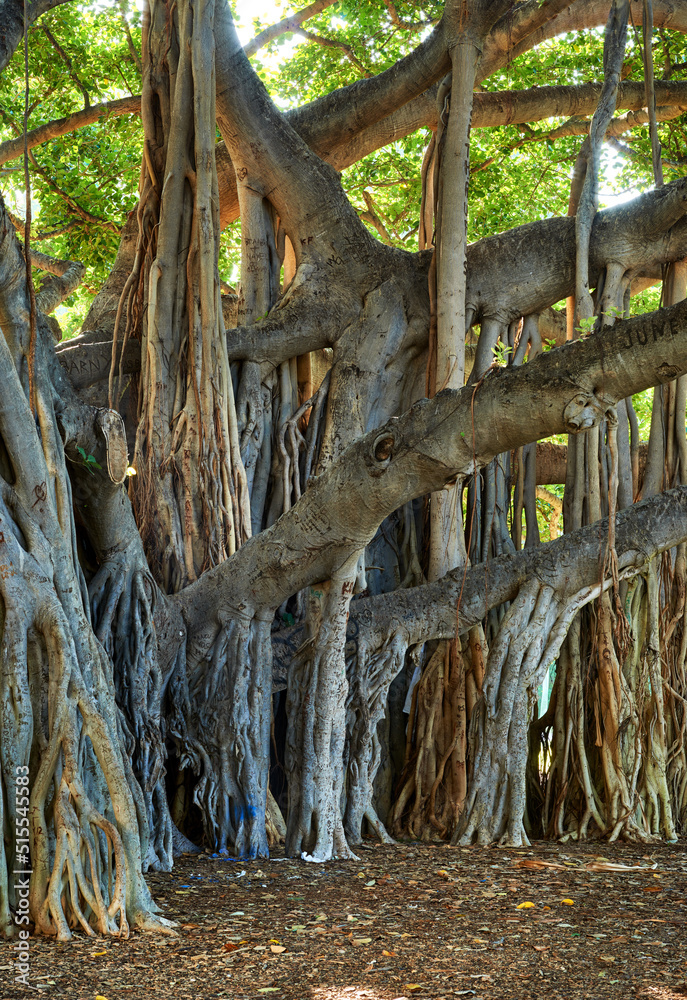 A beautiful large Banyan tree in Waikiki Honolulu Hawaii. A unique trunk outdoors in a peaceful and tropical forest. Big green plants, flora, or nature in a wetland on a sunny summer day or afternoon A beautiful large Banyan tree in Waikiki Honolulu Hawaii. A unique trunk outdoors in a peaceful and tropical forest. Big green plants, flora, or nature in a wetland on a sunny summer day or afternoon