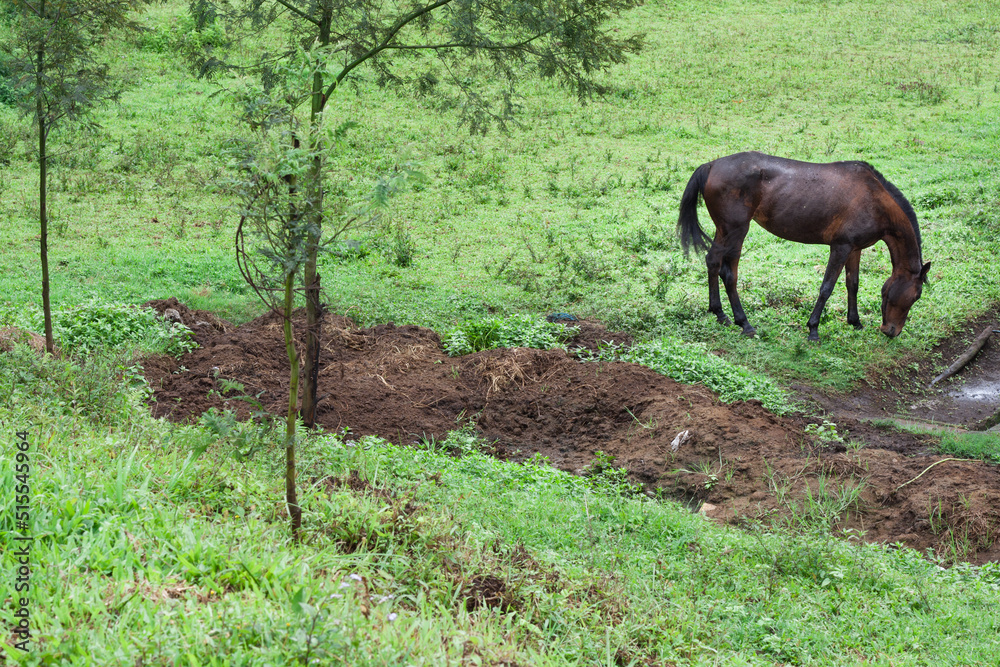 Fototapeta premium Horse Live In Stable