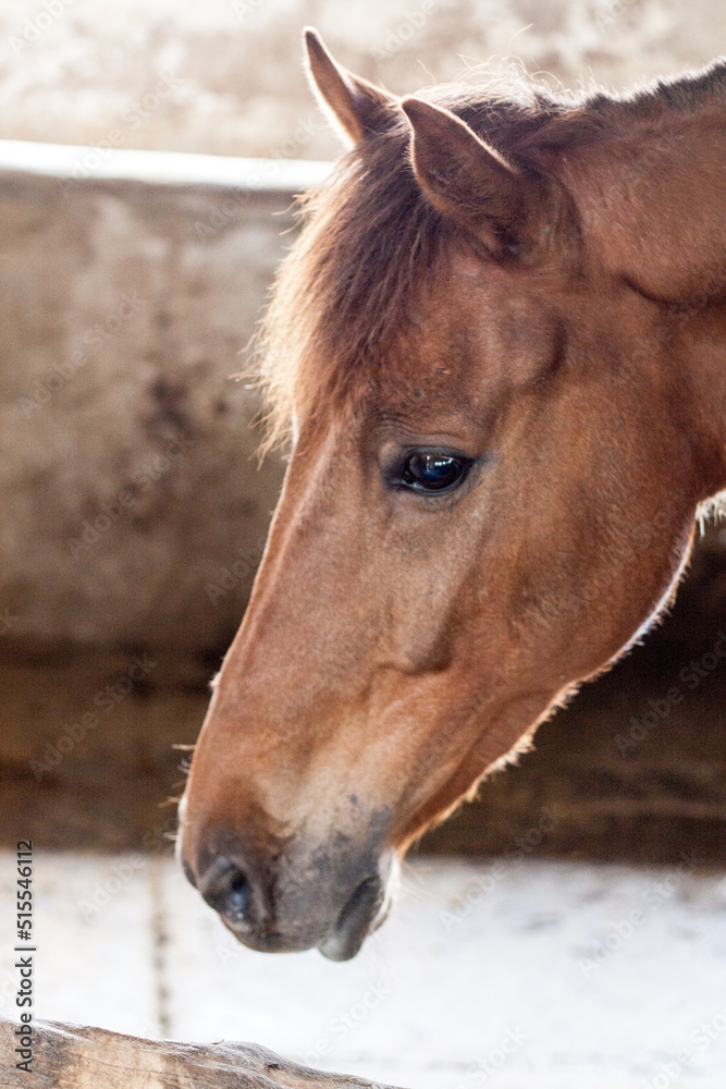 Fototapeta premium Horse Live In Stable