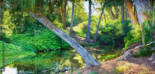 A peaceful green forest in nature on a sunny day. Natures zen jungle of peace  harmony and fresh beauty. Forest pond surrounded by tall green trees and ecological life in a rainforest in Hawaii  USA