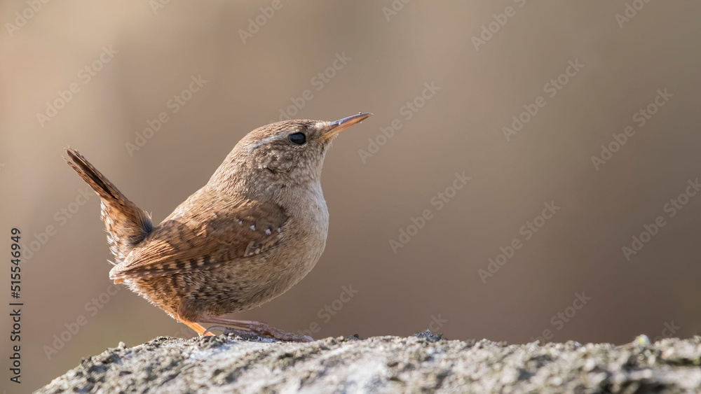 Eurasian Wren siting on a branch Eurasian Wren siting on a branch