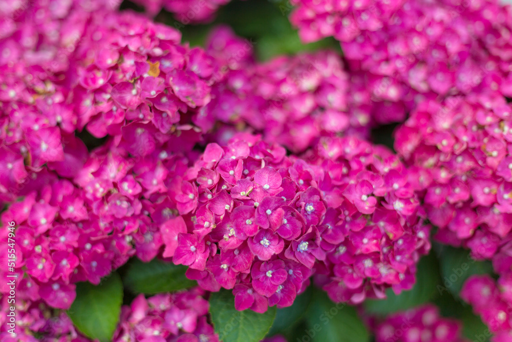 Fresh hortensia bright pink flowers and green leaves on blur background. Fresh hortensia bright pink flowers and green leaves on blur background.