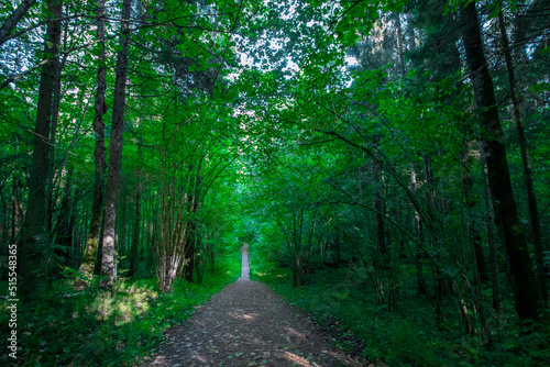 Green forest road alley and trees © FocusFrame