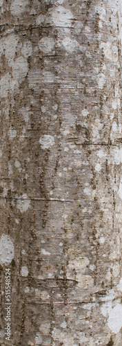 Tree bark textured background. Detail of nature. Alder bark texture, abstract natural background © VitOt