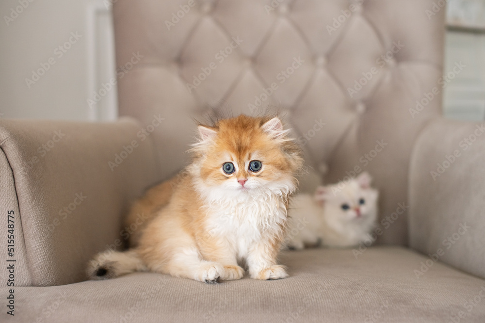 Long-haired British kittens in the interior.