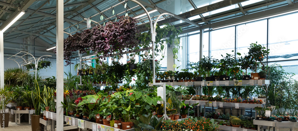 interior of a shop selling potted plants and flowers