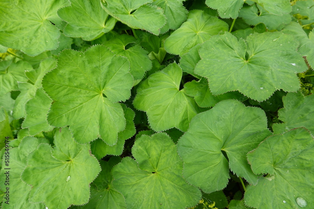 Lady's mantle (Alchemilla mollis or Alchemilla vulgaris) is an attractive perennial plant. Lady's mantle (Alchemilla mollis or Alchemilla vulgaris) is an attractive perennial plant.