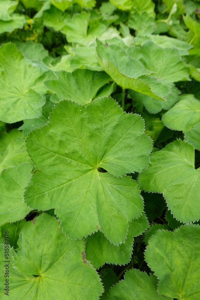 Lady's mantle (Alchemilla mollis) is a clumping, mounding perennial with large circular, scallop-edged leaves. Lady's mantle (Alchemilla mollis) is a clumping, mounding perennial with large circular, scallop-edged leaves.