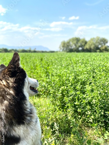 hosky