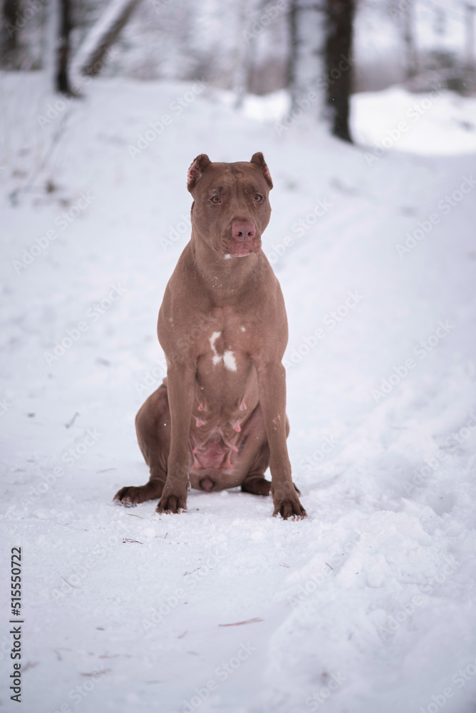 A beautiful thoroughbred American Pit Bull Terrier is playing on a winter field. A beautiful thoroughbred American Pit Bull Terrier is playing on a winter field.