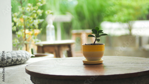 Small plant pots placed on a wooden table (vintage interior concept) relaxing on vacation