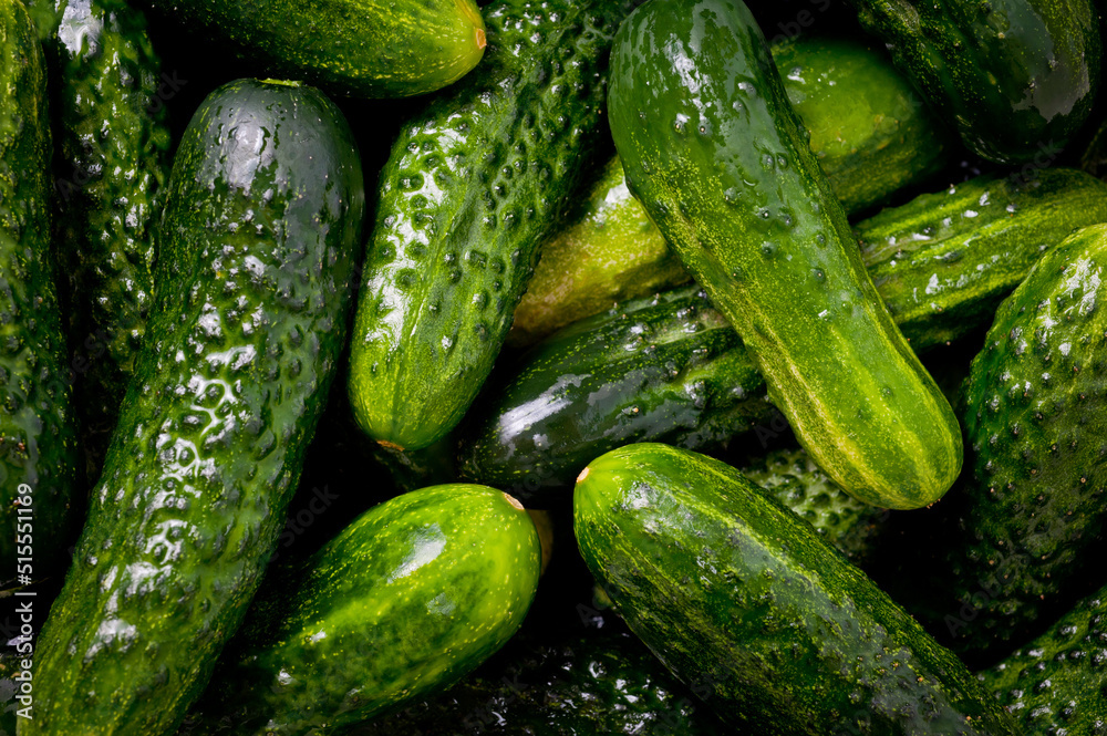 Fresh juicy clean cucumbers lying tightly next to each other. Preparing for conservation and salting. Fresh juicy clean cucumbers lying tightly next to each other. Preparing for conservation and salting.