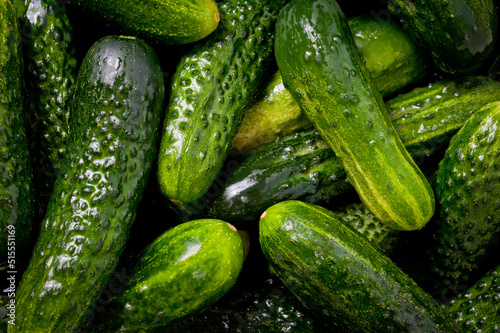 Fresh juicy clean cucumbers lying tightly next to each other. Preparing for conservation and salting.