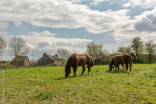 Draft horses in the meadow in the Cevennes, Occitania, France