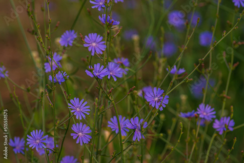 Beautiful chicory flower on an unfocused field background. High quality photo. Selective focus worm