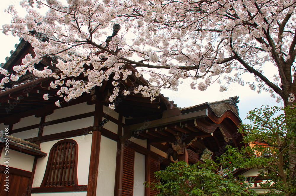 Temple with Cherry blossom, Japan