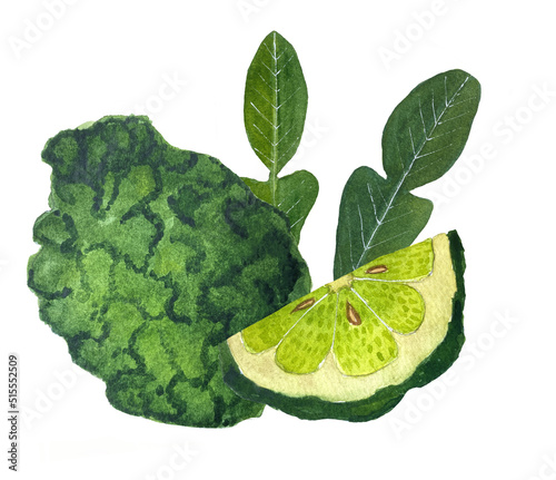 Watercolor illustration of bergamot fruit. Whole bergamot and cut.