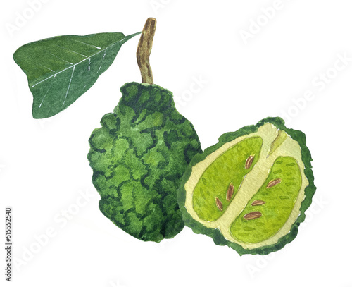 Watercolor illustration of bergamot fruit. Whole bergamot and cut.