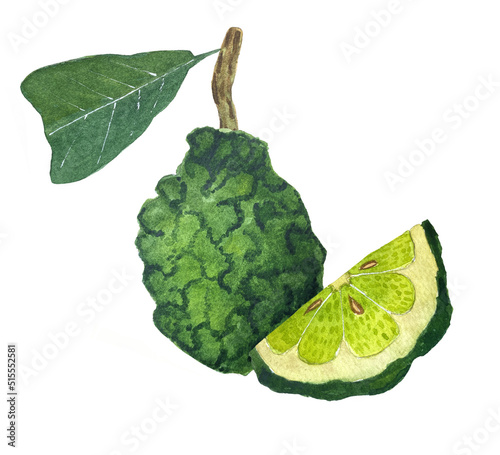 Watercolor illustration of bergamot fruit. Bergamot grows on a branch with leaves.
